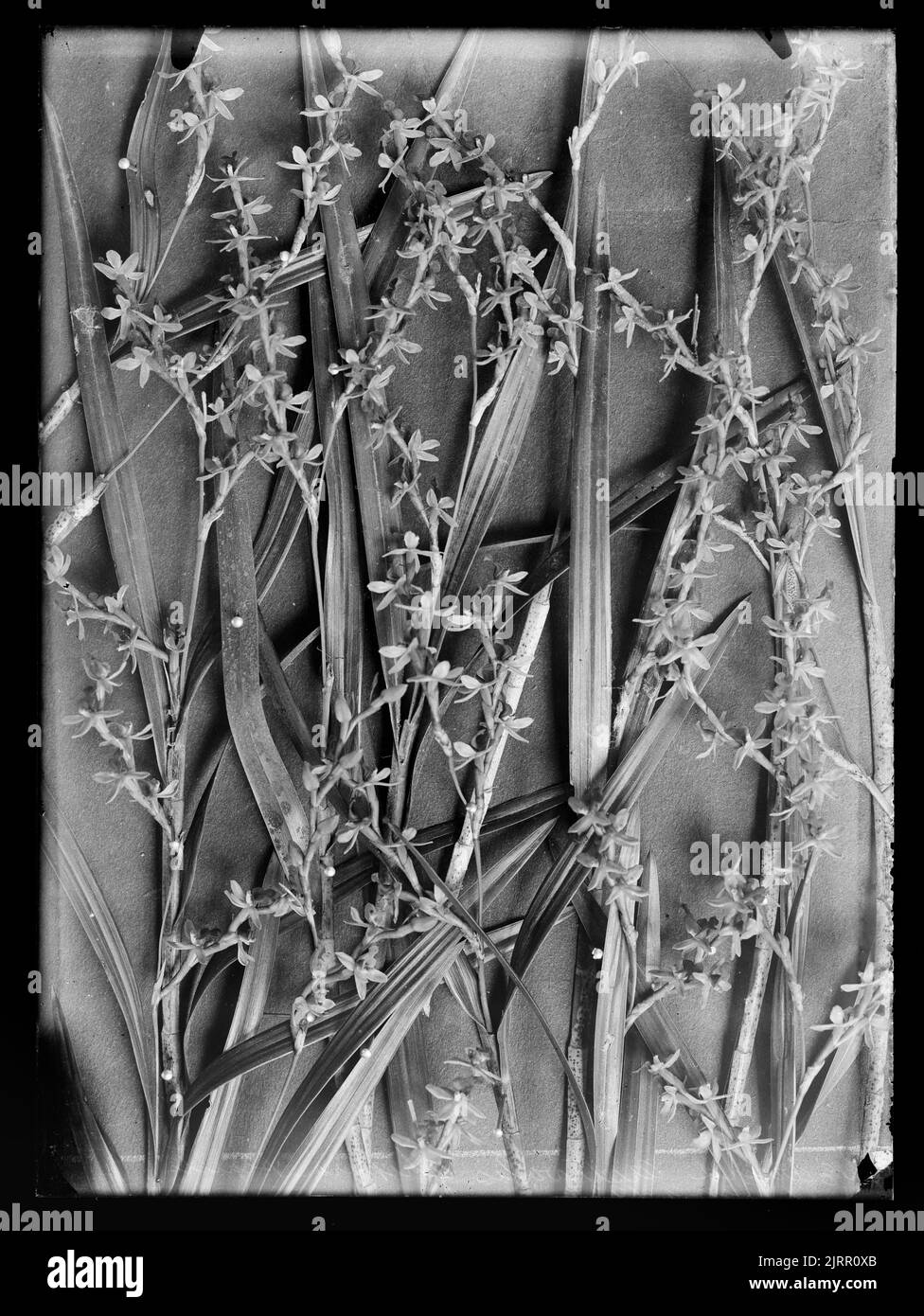 Earina australis, 1917-1924, Neuseeland, von Henry Matthews. Stockfoto