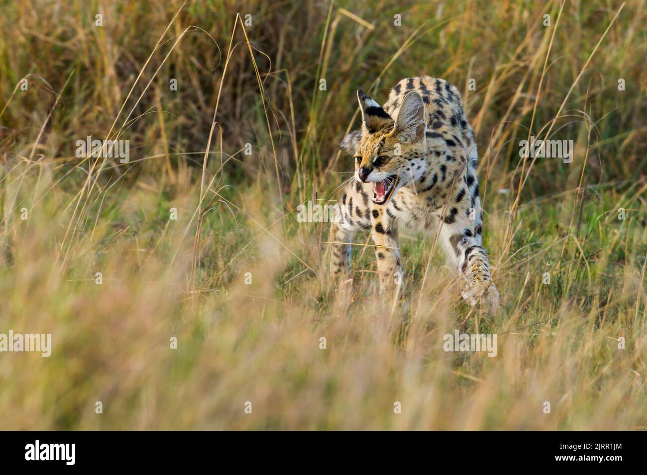 Serval (Leptailurus serval) snarling Stockfoto
