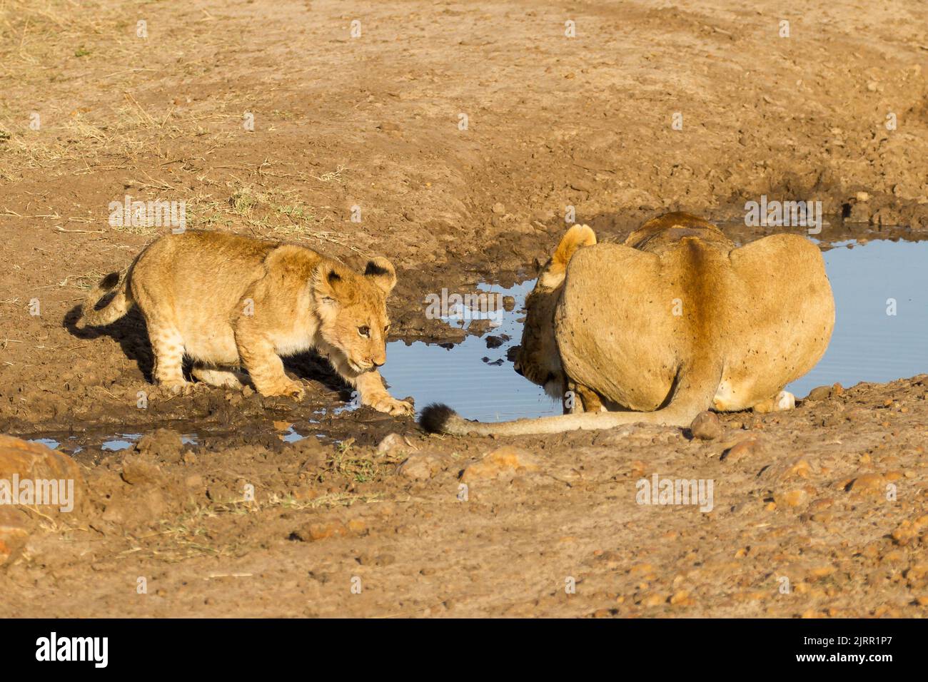 Löwe (Panthera leo) Junge, der mit dem Schwanz der Mutter an einem Wasserloch spielt Stockfoto