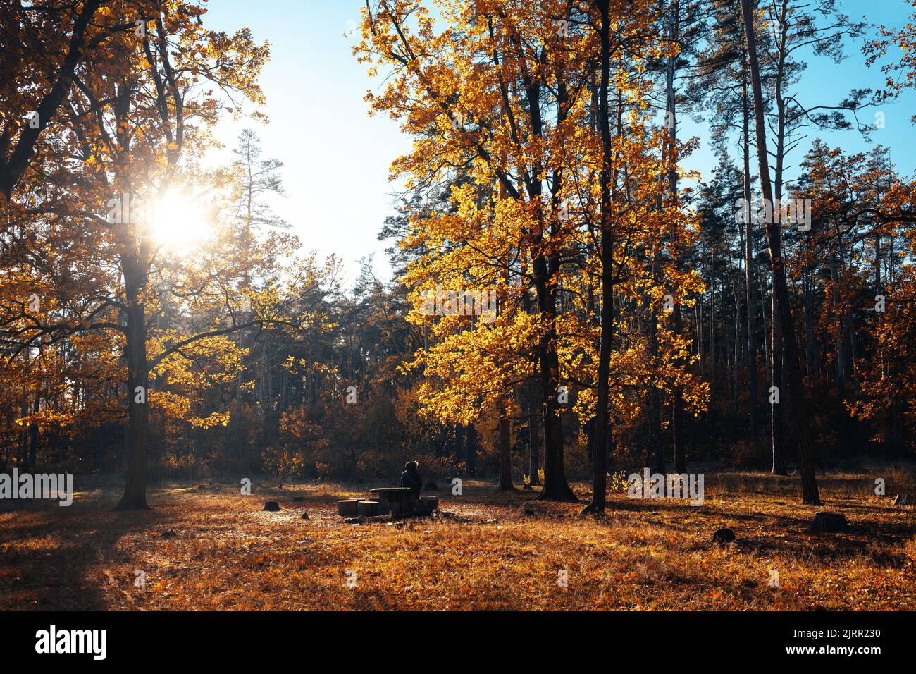 Herbstlandschaft schöne farbige Bäume im Wald, glühend im Sonnenlicht. Wunderbarer malerischer Hintergrund. Farbe in der Natur. Herrliche Aussicht. Unglaublich Stockfoto