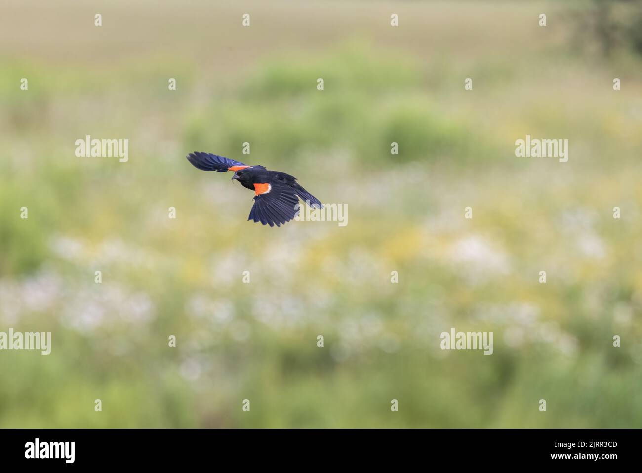 Rotflügelige Amsel, die einen Strang tierischer Haare hält, während sie über einer nördlichen Wisconsin-Wiese fliegt. Stockfoto