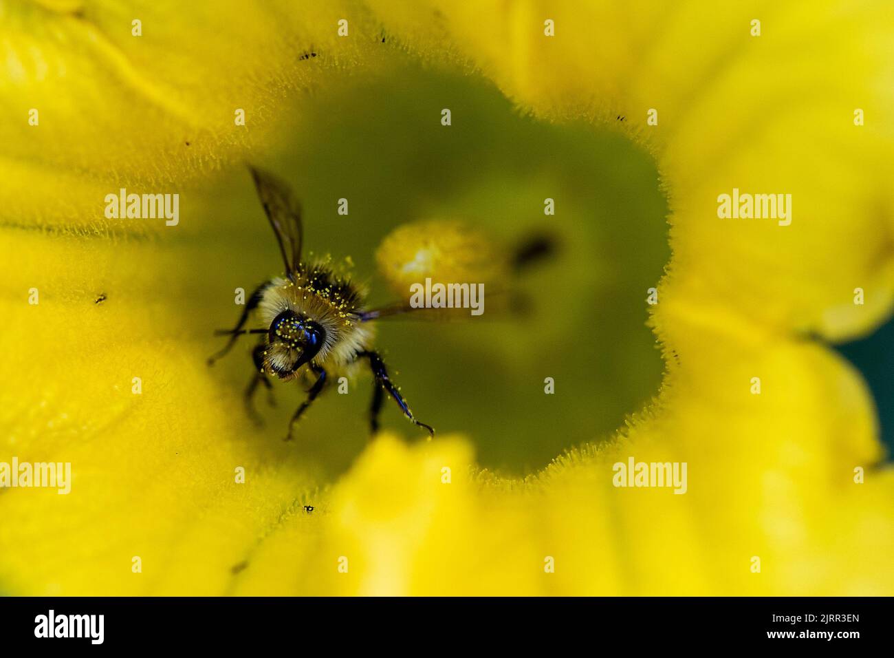 Nahaufnahme einer mit gelben Pollen bedeckten Biene mit orangenen Gürteln, die Nektar in einer gelben Blume sammelt. Auch bekannt als Tricolored Hummel, dieser Honig Stockfoto