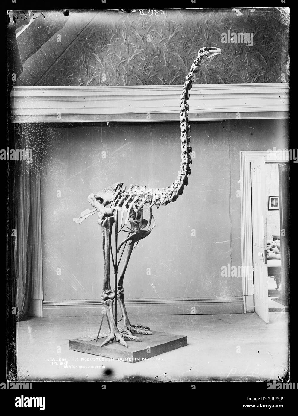 MOA, Dinornis robustus, North Dunedin Museum Stockfoto