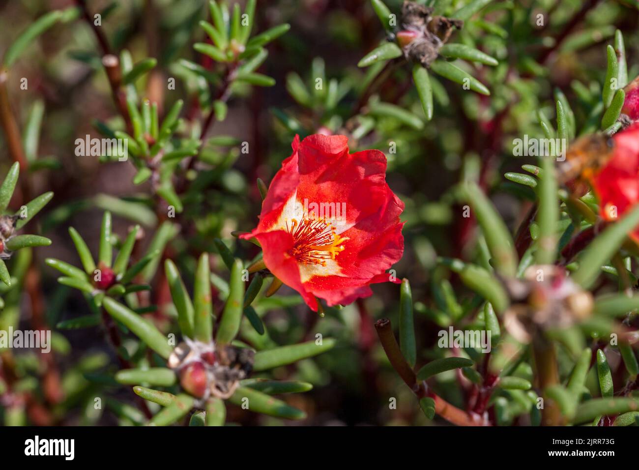 Moss Rose, Praktportlak (Portulaca grandiflora) Stockfoto