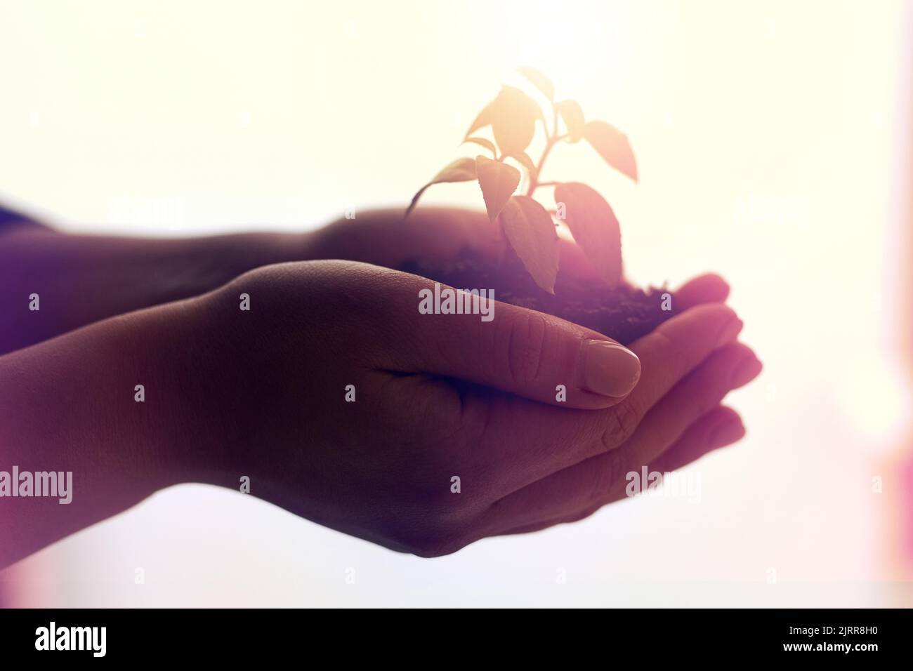 Das Unternehmen hat eine glänzende Zukunft in ihren Händen. Eine angehende Pflanze, die von einer unkenntlichen Geschäftsfrau gehalten wird. Stockfoto