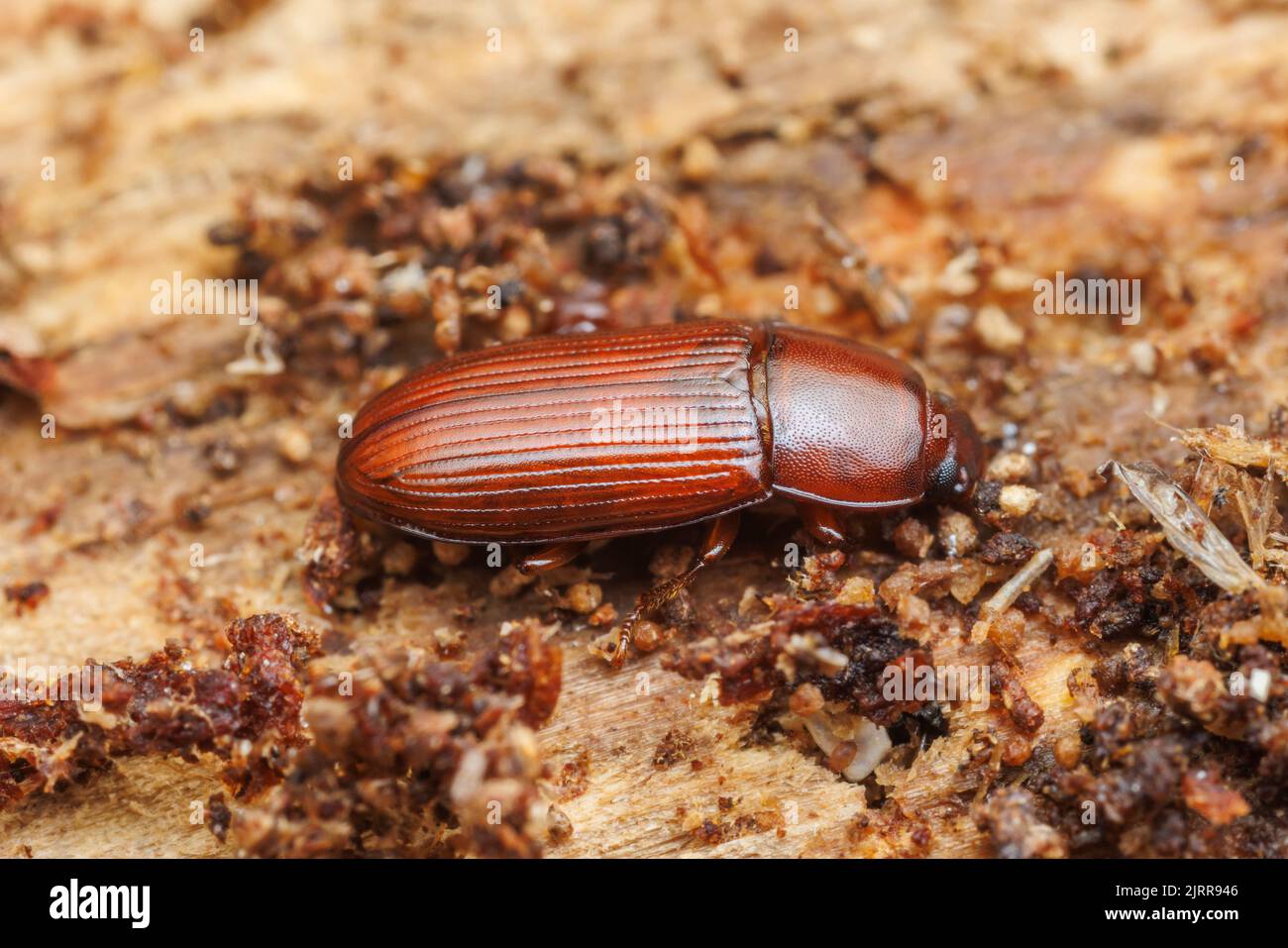 Ein Darkling Beetle (Uloma sp.) enthüllte sich unter der Rinde einer abgestürzten Kiefer. Stockfoto