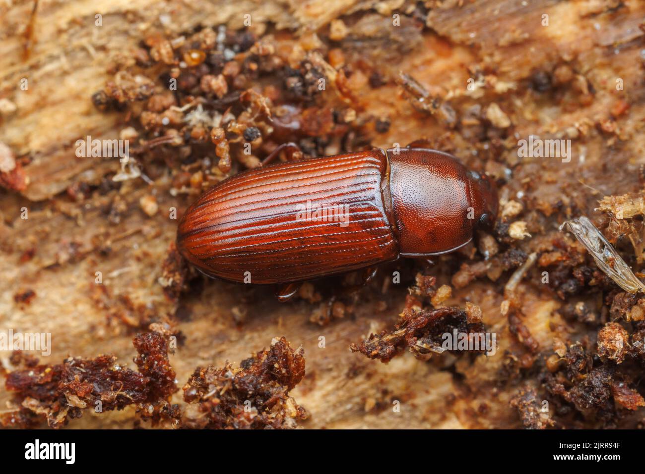 Ein Darkling Beetle (Uloma sp.) enthüllte sich unter der Rinde einer abgestürzten Kiefer. Stockfoto