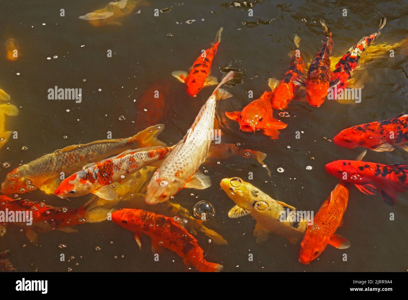 Rote, orange, gelbe und schwarze Amurkarpfen oder Zierkoi (Cyprinus rubrofuscus) suchen in einem Teich nach Nahrung Stockfoto
