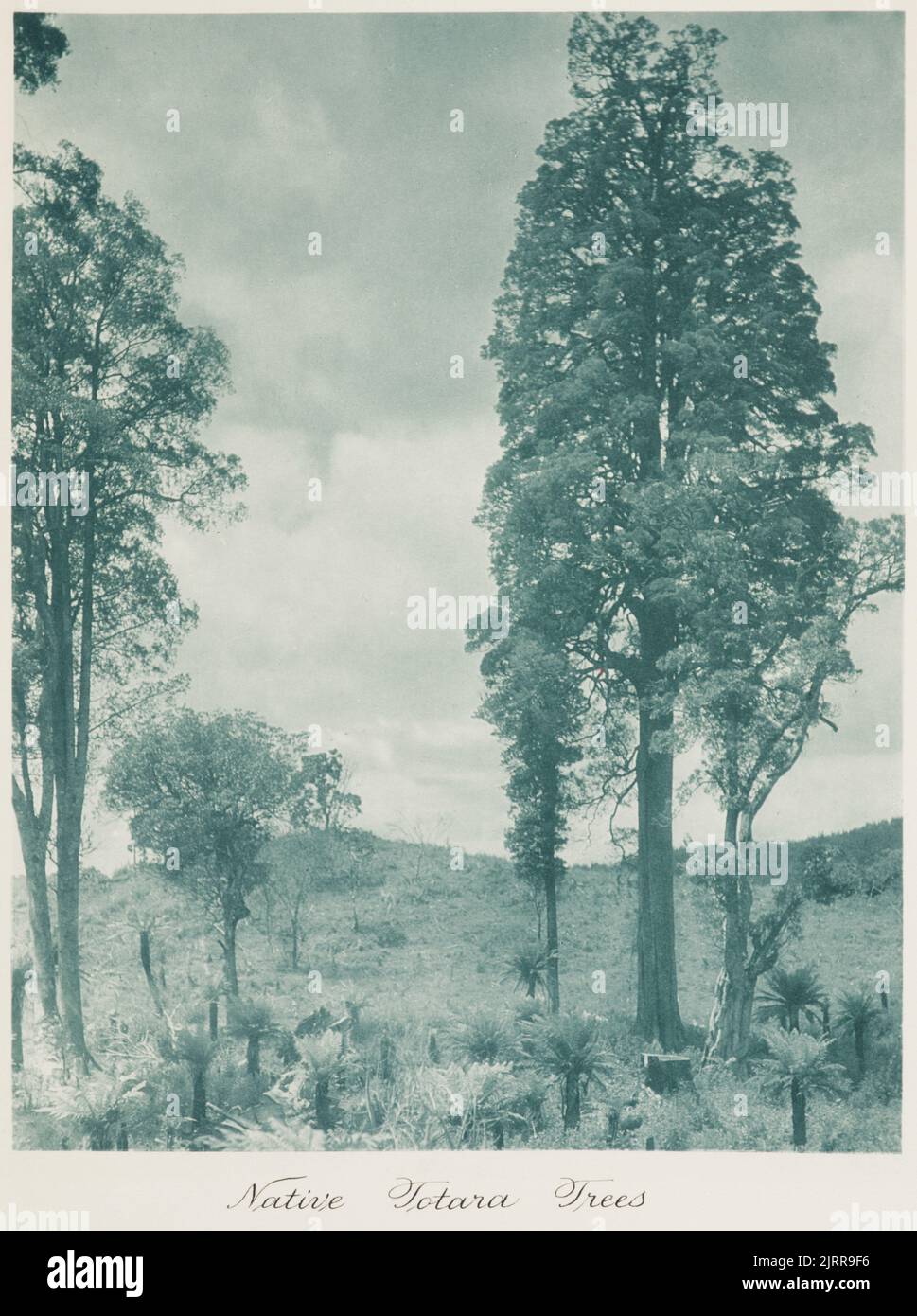 Einheimische Totara-Bäume. Aus dem Album: Record Pictures of New Zealand, 1920s, Neuseeland, von Harry Molt. Stockfoto