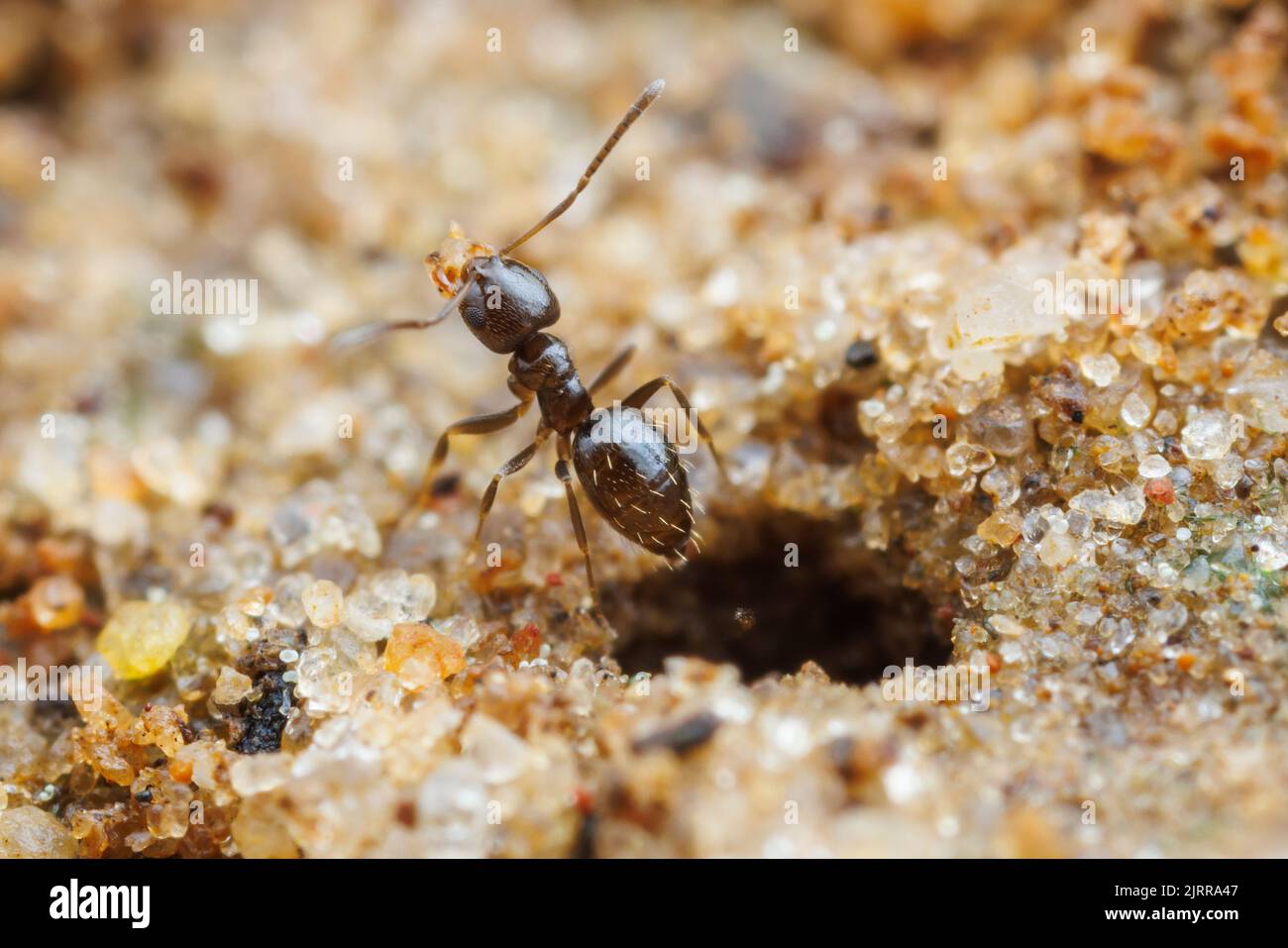 Ein Arbeiter der Dunkelroveranze (Brachymyrmex patagonicus) löscht Trümmer vom Eingang zu ihrem Nest. Stockfoto