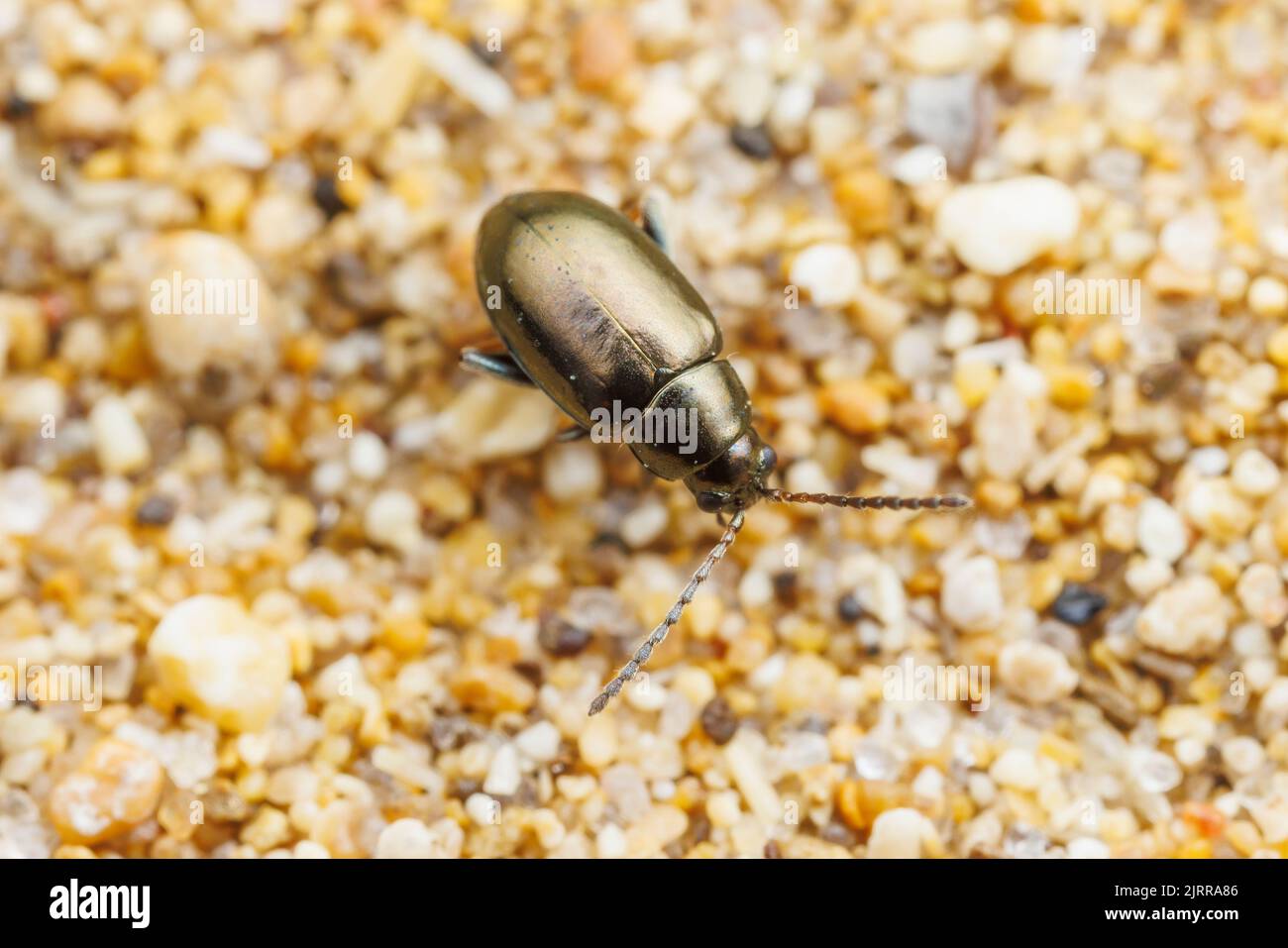 Flohkäfer (Altica sp.) Stockfoto