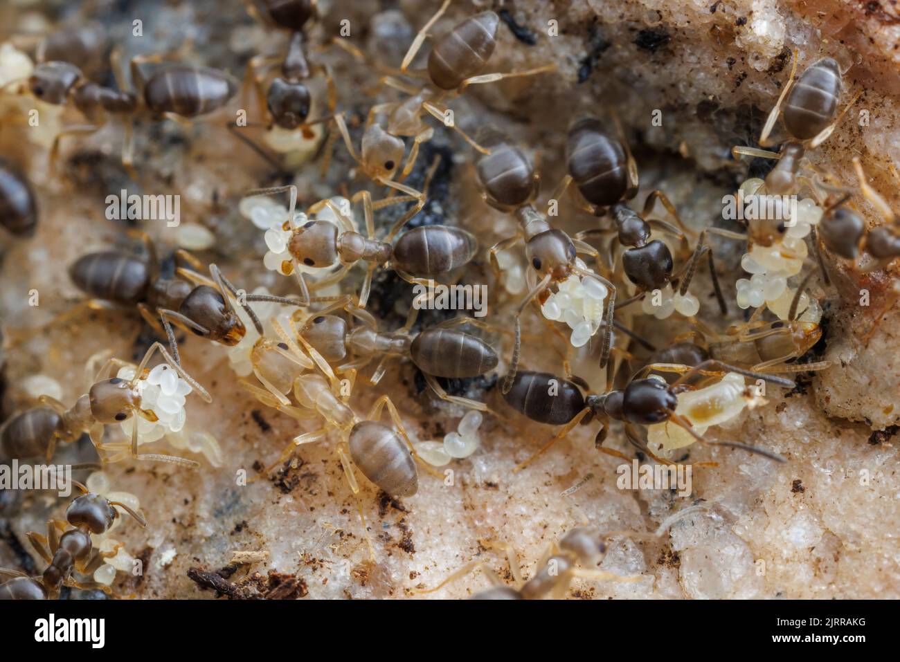 Riechende Hausansen (Tapinoma sessile) verlagern sich, Eier, Larven und Puppen in einem gestörten Nest. Stockfoto