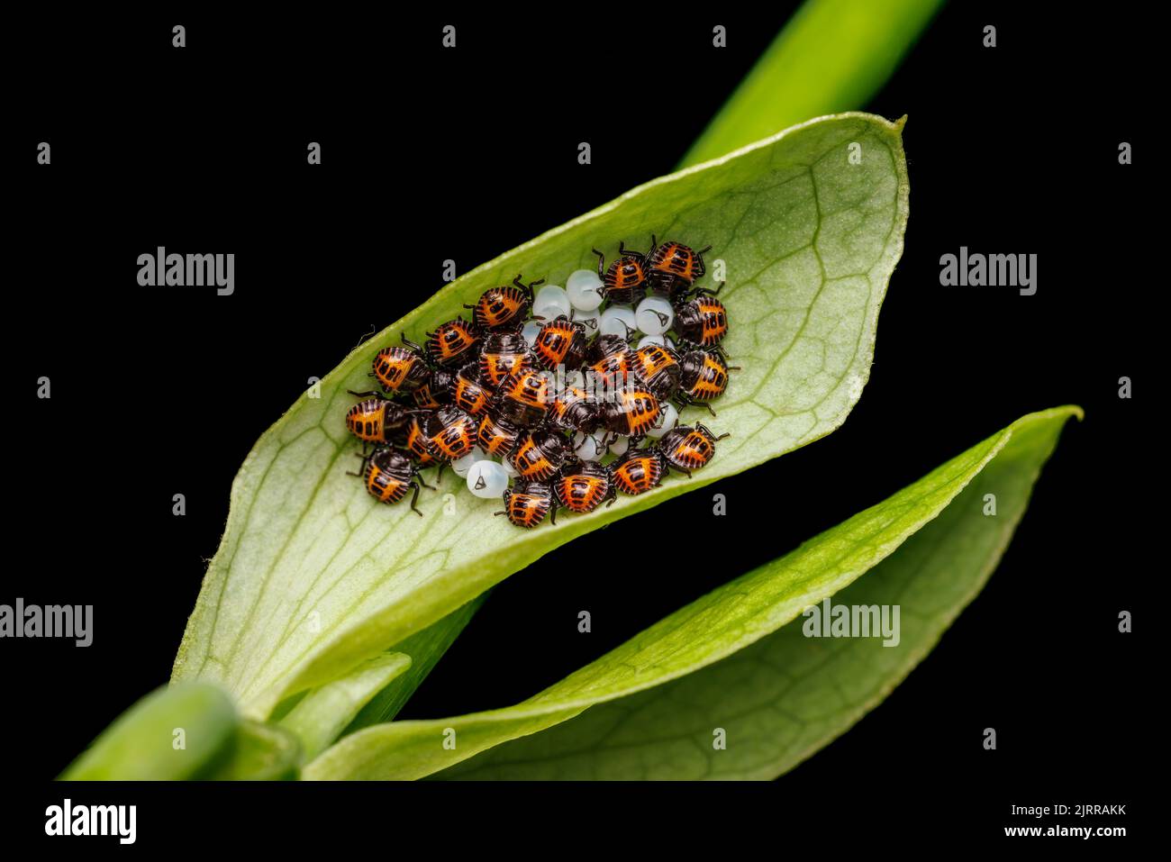 Braune marmorierte stinkende Käfer (Halyomorpha halys) Nymphen, kurz nach dem Auftauchen. Stockfoto