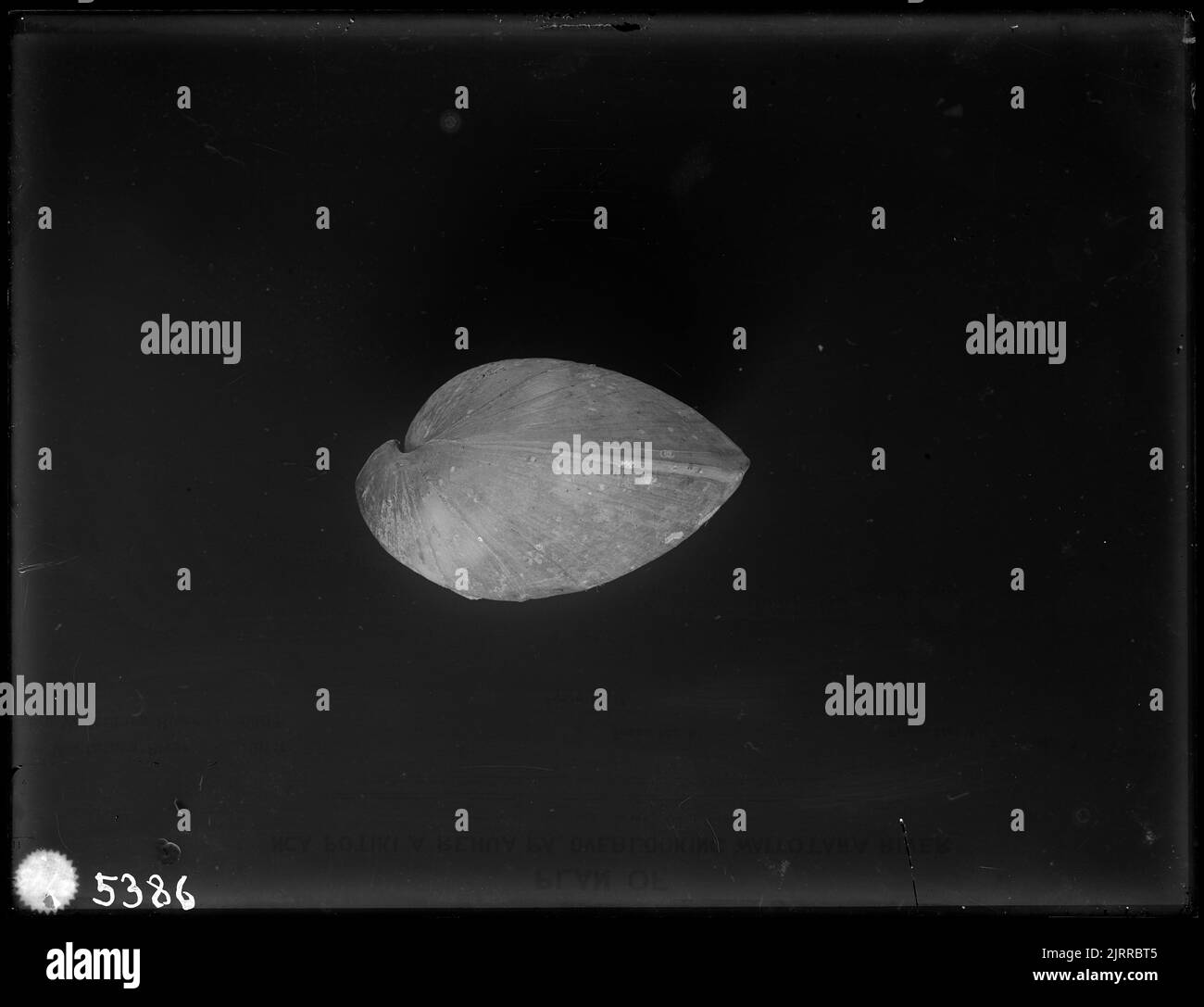 Brachiopod, 1904 - 1906, von James McDonald. Stockfoto