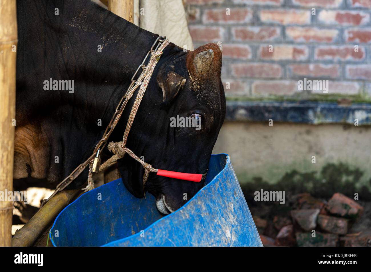 Landwirtschaft, Herde von Kühen - Schwarze und weiße Kühe Stockfoto