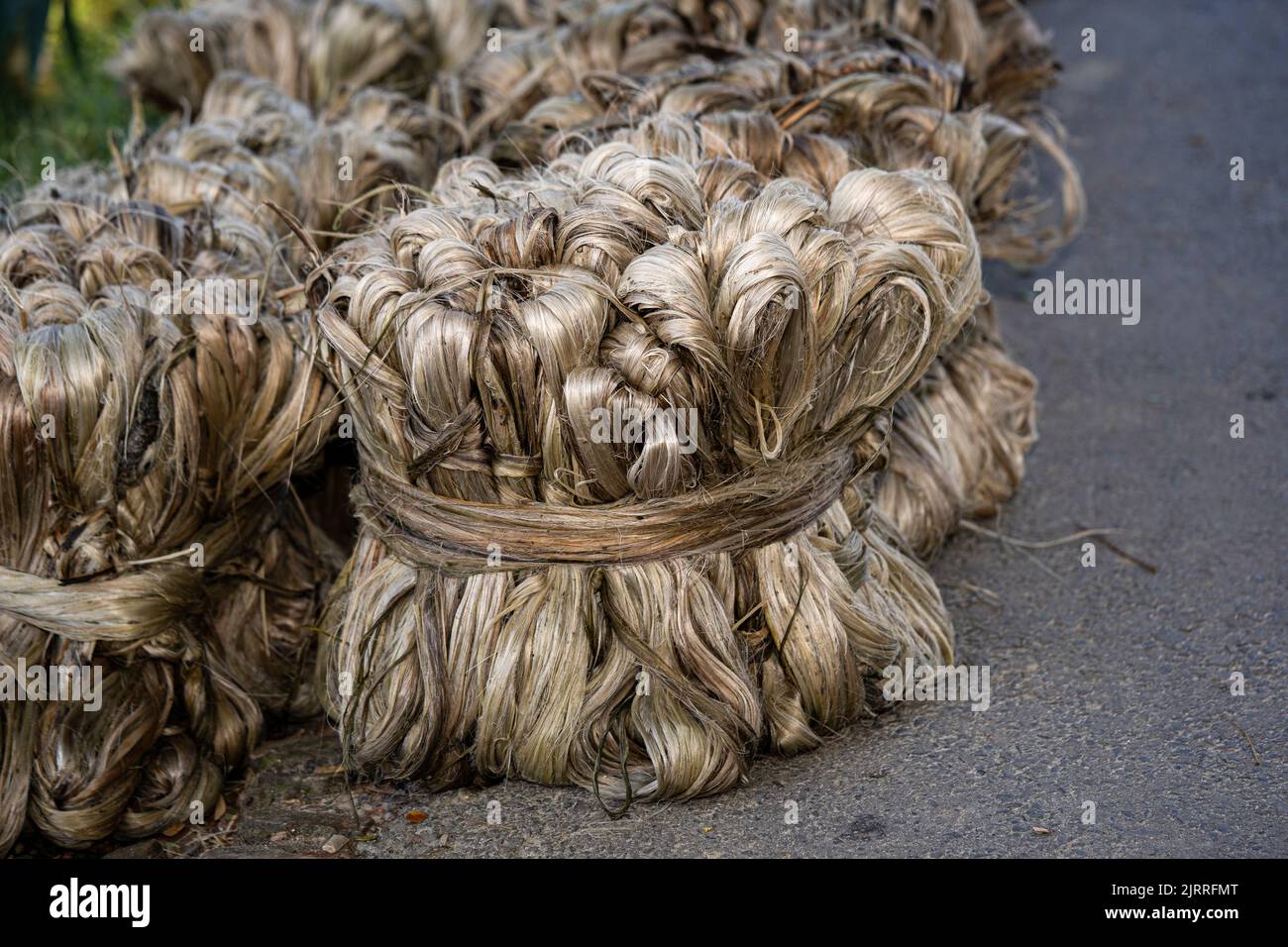 Jute Pflanzenfaser, Rohe Jute Faser hängen Stockfoto