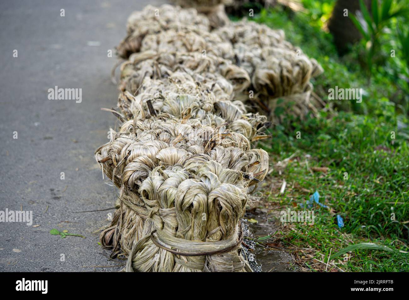 Jute Pflanzenfaser, Rohe Jute Faser hängen Stockfoto