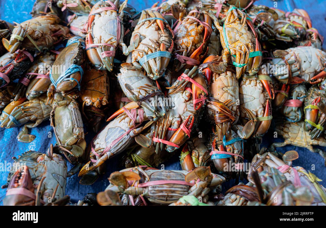 Java, Indonesien, 13. Juni 2022 - dungeness Krabbe gestapelt zum Verkauf, mit Klauen mit Gummibändern gefangen. Stockfoto