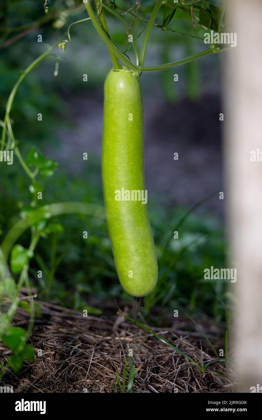 Calabash (Lagenaria siceraria) Frucht aus dem Gemüsegarten. Lokal bekannt als Flaschenkürbis, Weißblütenkürbis, lange Melone, Neuguinea-Bohnen Tasmanien Stockfoto