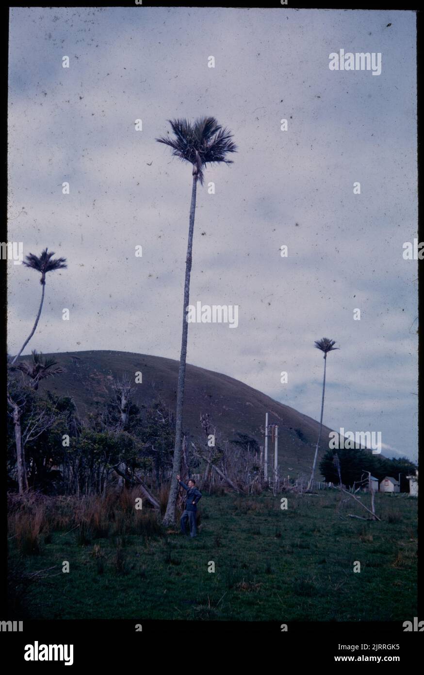 Ein weiterer extrem hoher Nikau im Hain nördlich von Paraparaumu ...., 01. Oktober 1960, Wellington, von Leslie Adkin. Geschenk der Adkin-Familie, 1997. Stockfoto