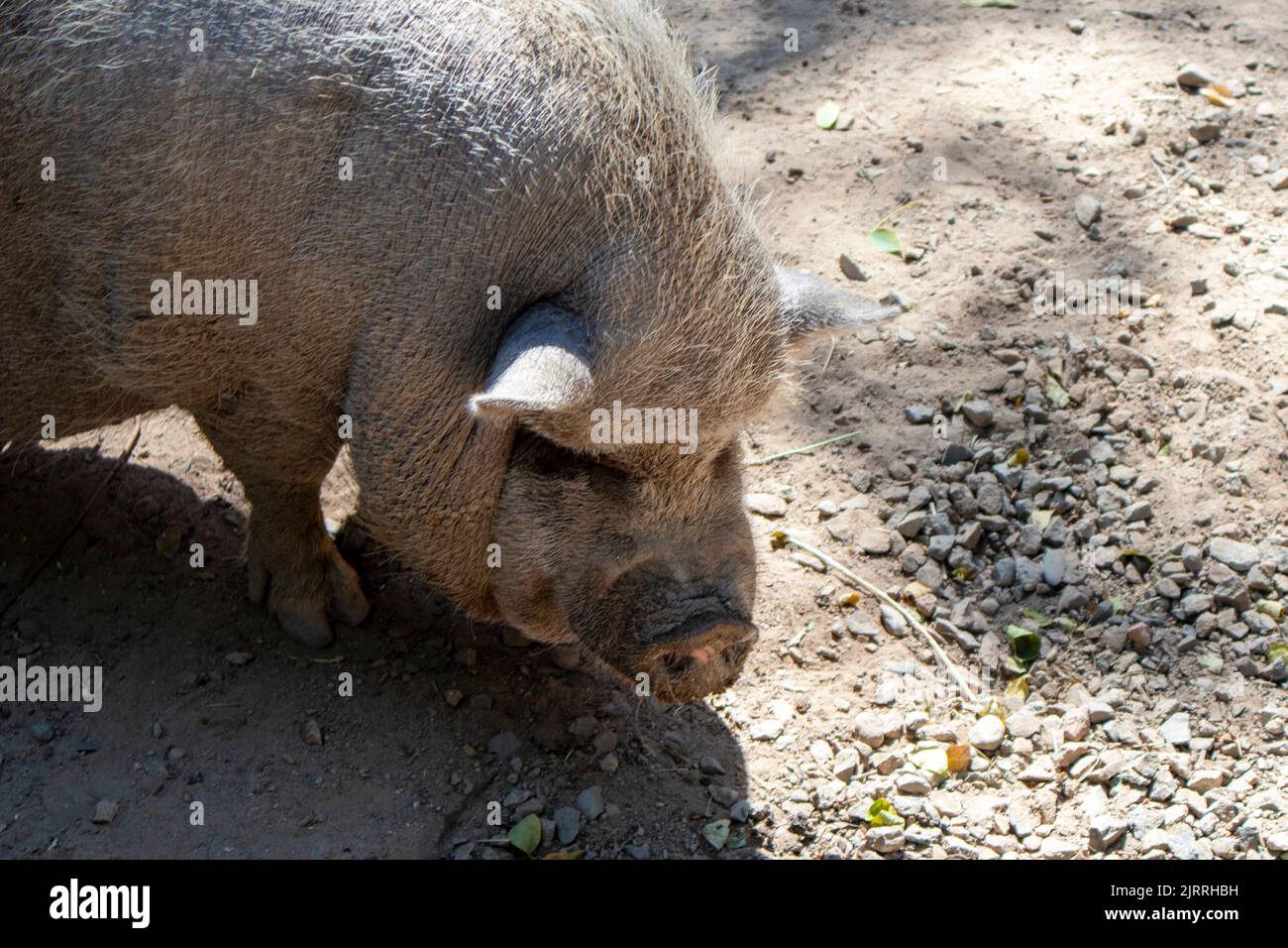 Schnauze eines großen grauen Schweins aus der Nähe. Nutztiere Stockfoto