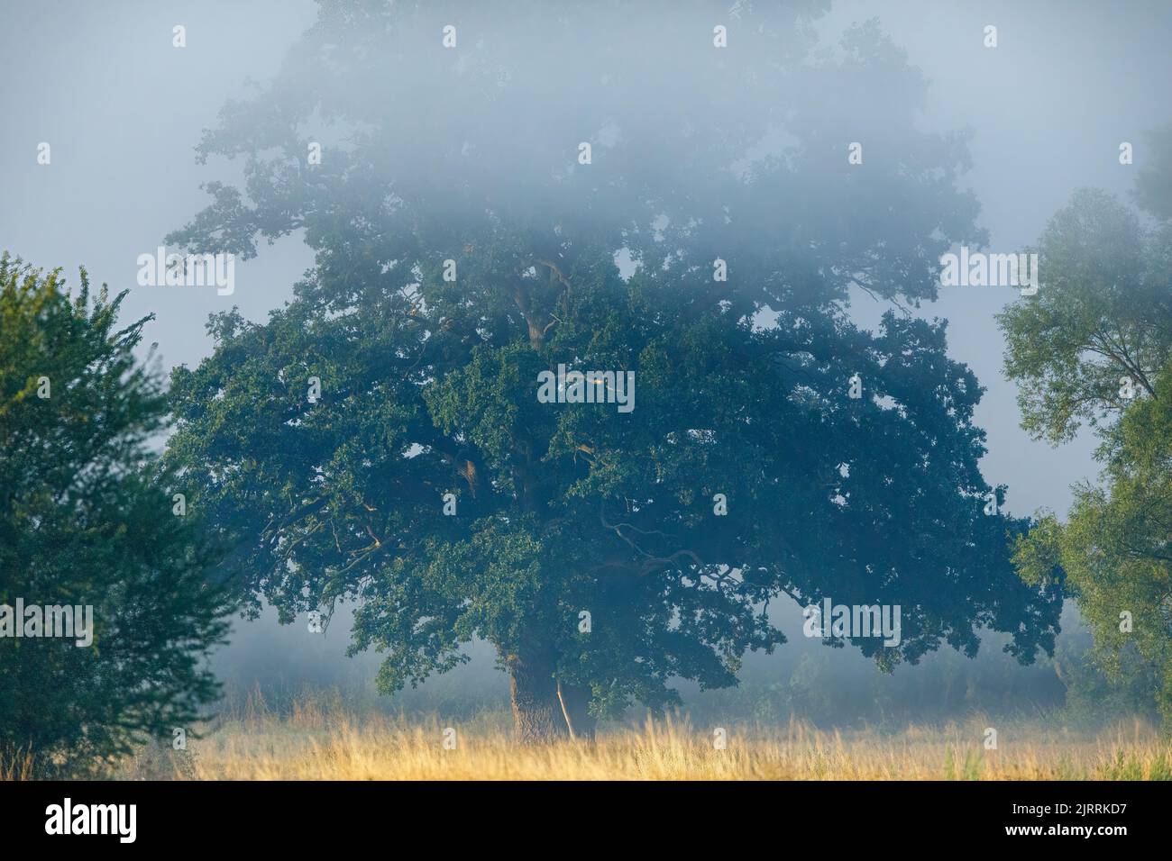 Eine alte Eiche im Nebel Stockfoto