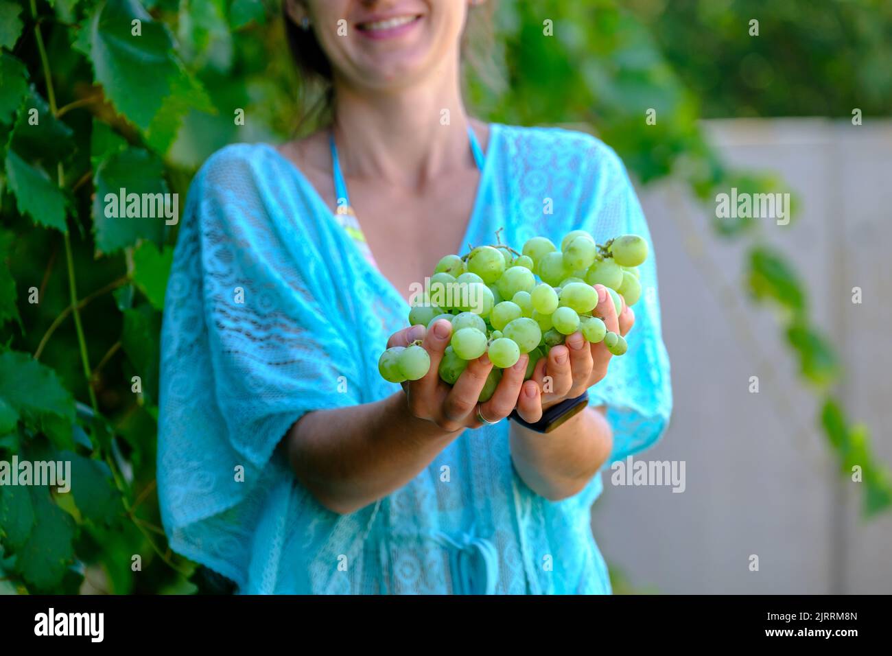 Mädchen im September, um Weinberge zu ernten, sammelt die ausgewählten Trauben in Italien für die große Ernte. Biologische Konzept id, Bio-Lebensmittel und Stockfoto