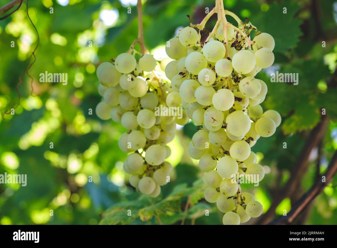 Nahaufnahme von Trauben von reifen Weißweintrauben auf Weinreben. Grüne Traube auf der Rebe im Garten. Trauben auf Weinrebe. Trauben auf der Plantage von Stockfoto