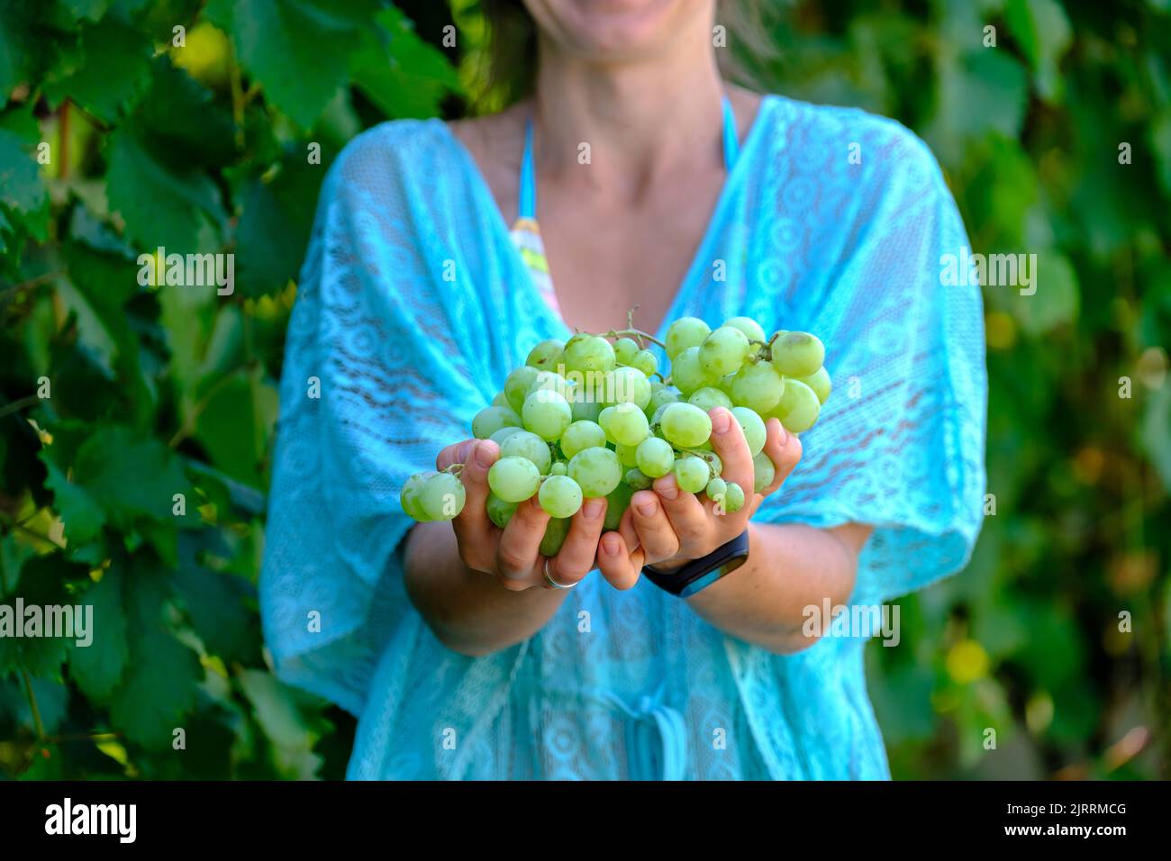 Trauben der Ernte. Bauern Hände mit frisch geernteten weißen Trauben. Stockfoto