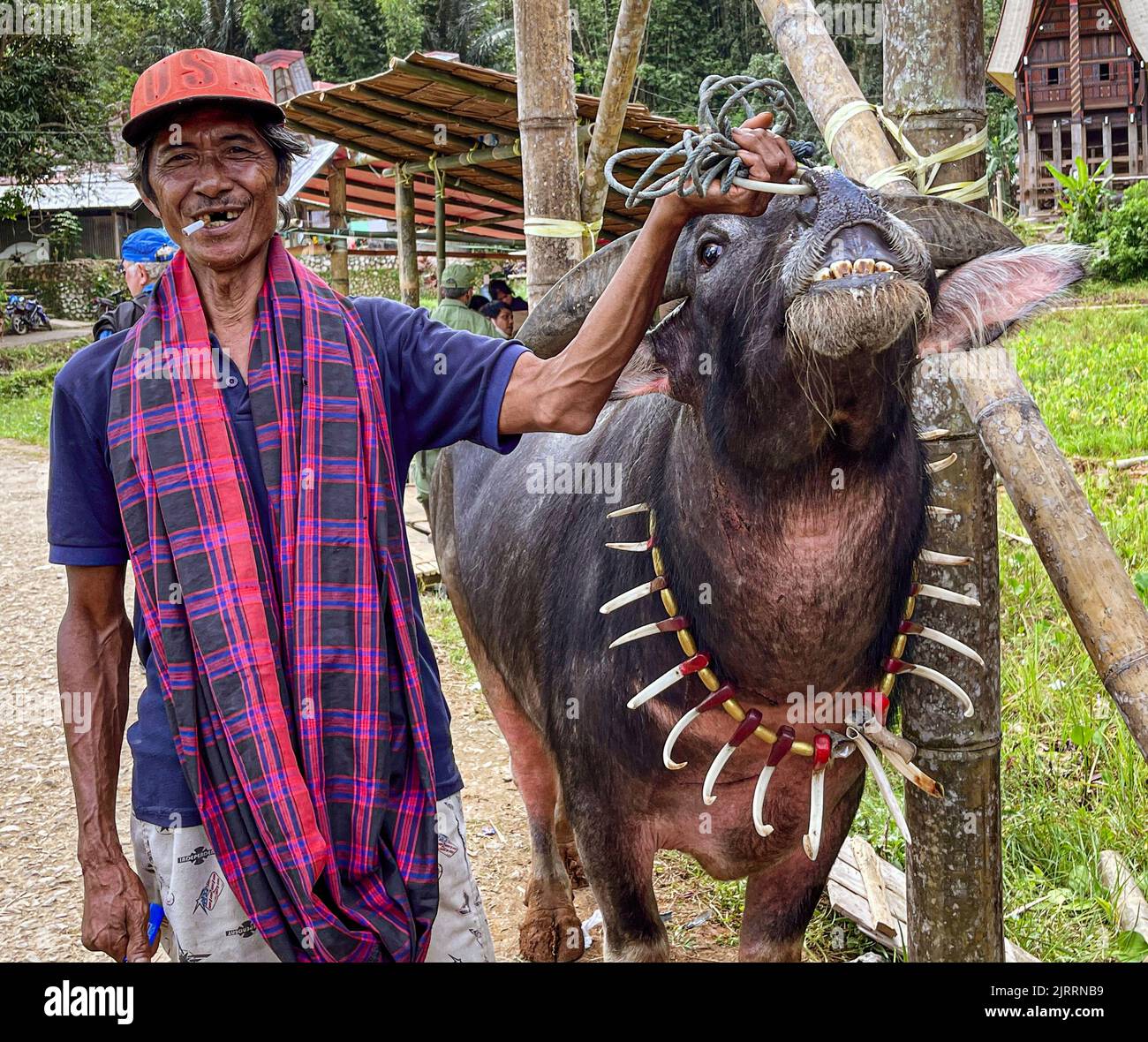 Indonesien, 13 2022. Juni - Wasserbüffel wird zur Beerdigung gebracht, um sakrafgesetzt zu werden. Stockfoto