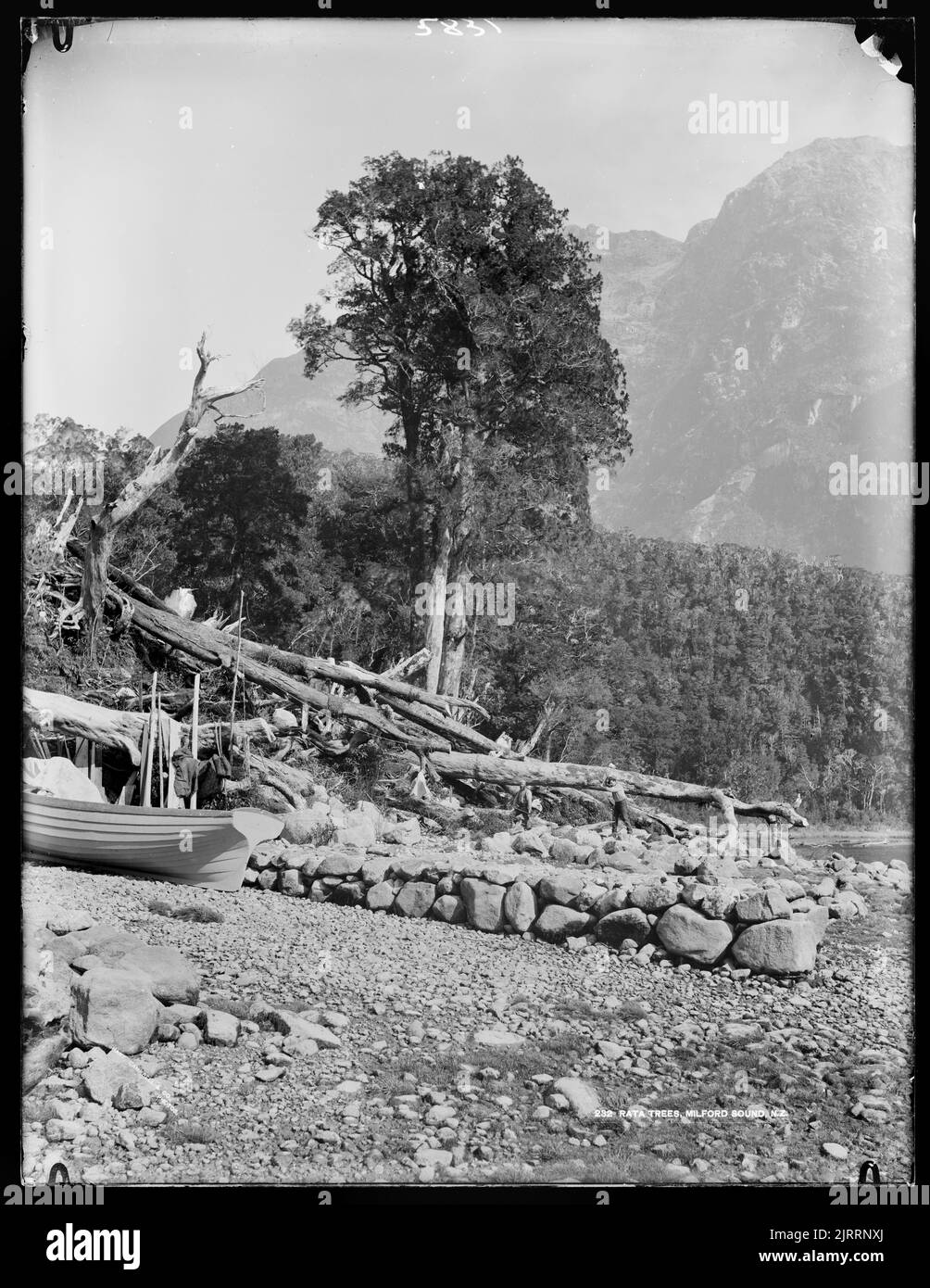 Rata Trees, Milford Sound, NZ, 1883, Fiordland National Park, Von William Hart, Hart, Campbell & Co Stockfoto