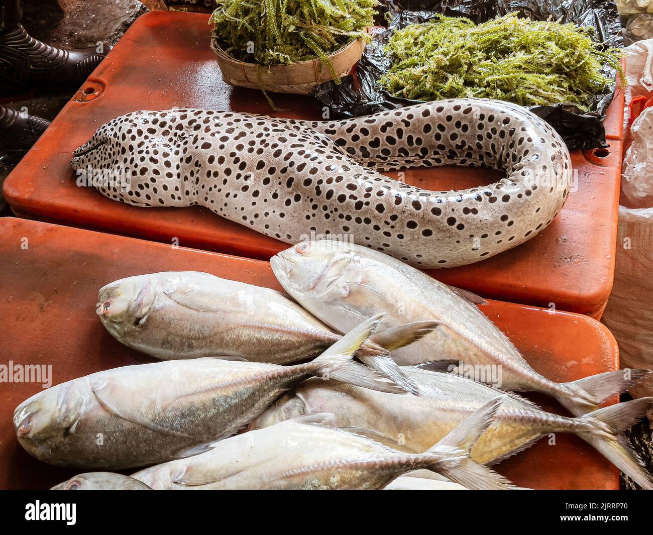 Indonesien, Juni 13 2022 - große Fische, die auf einem Markt zum Verkauf angeboten werden. Stockfoto