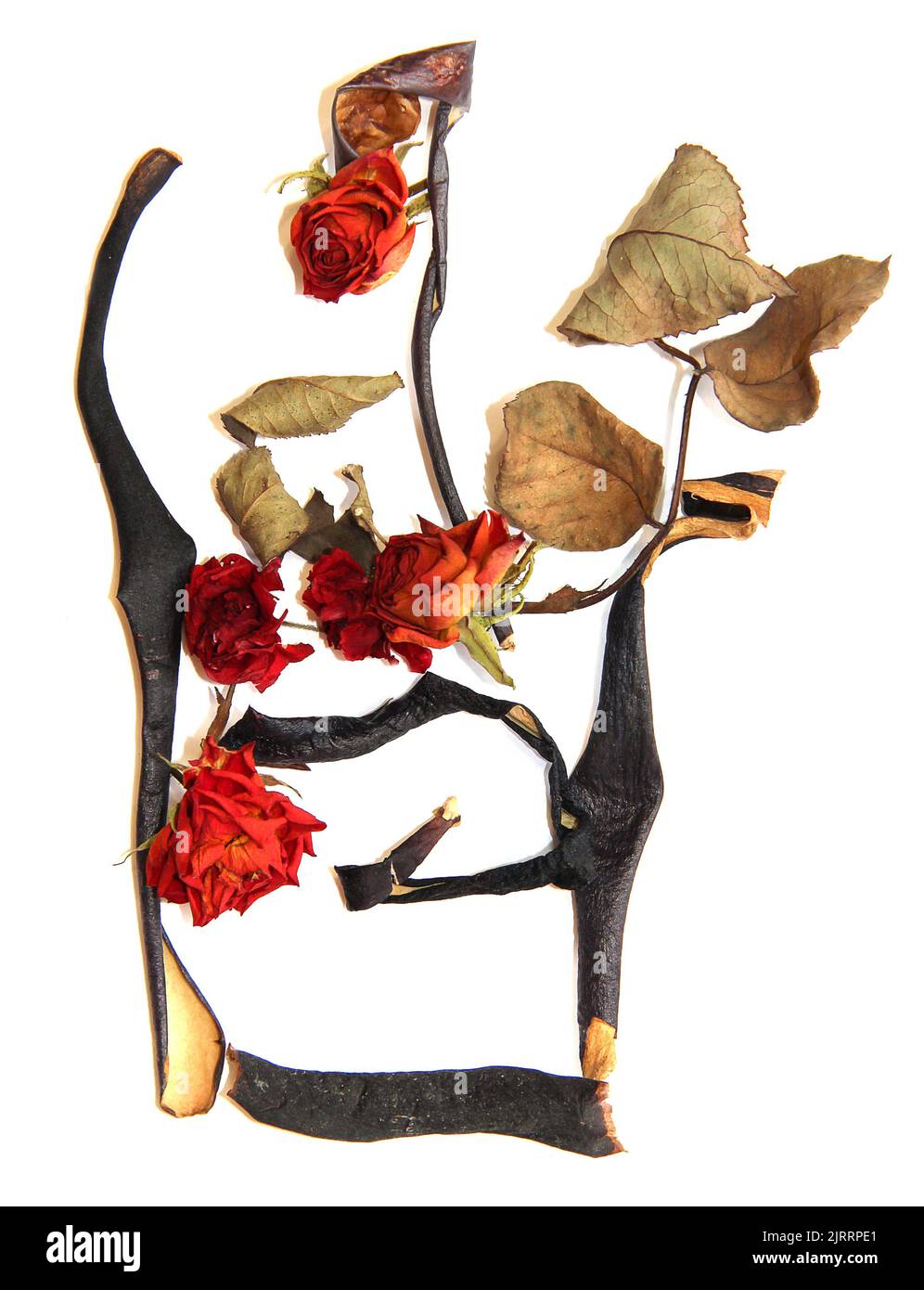 Blumenvase, ein Bouquet aus getrockneten roten Rosen, verdrehten Auberginen-Häuten und Blütenblättern großer gelber Blüten, Celandine-Blüte Stockfoto