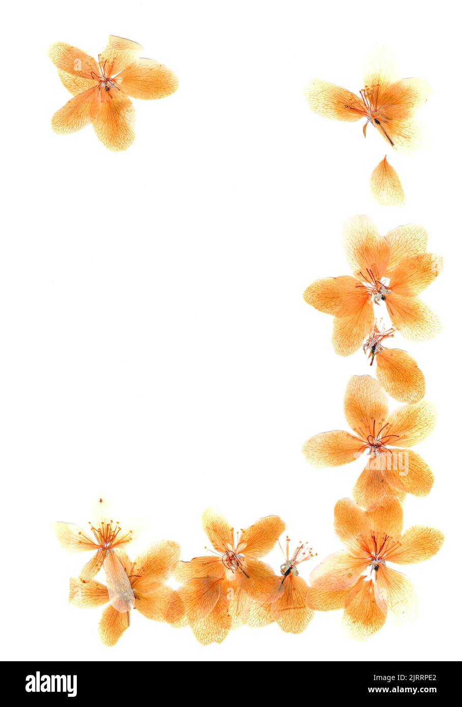 Transparente getrocknete gepresste Blüten und Blütenblätter hellorange Farbe des Blütenapfels Stockfoto
