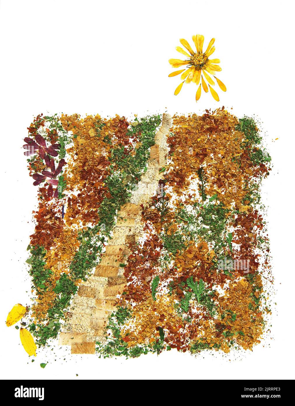 Der Weg, der Weg zur Sonne Bouquet von getrockneten, gepressten Blättern von Pflanzen gesammelt und aufgeklebt, Herbst Herbst Blatt, Holzbretter, isolierte Objekt wh Stockfoto