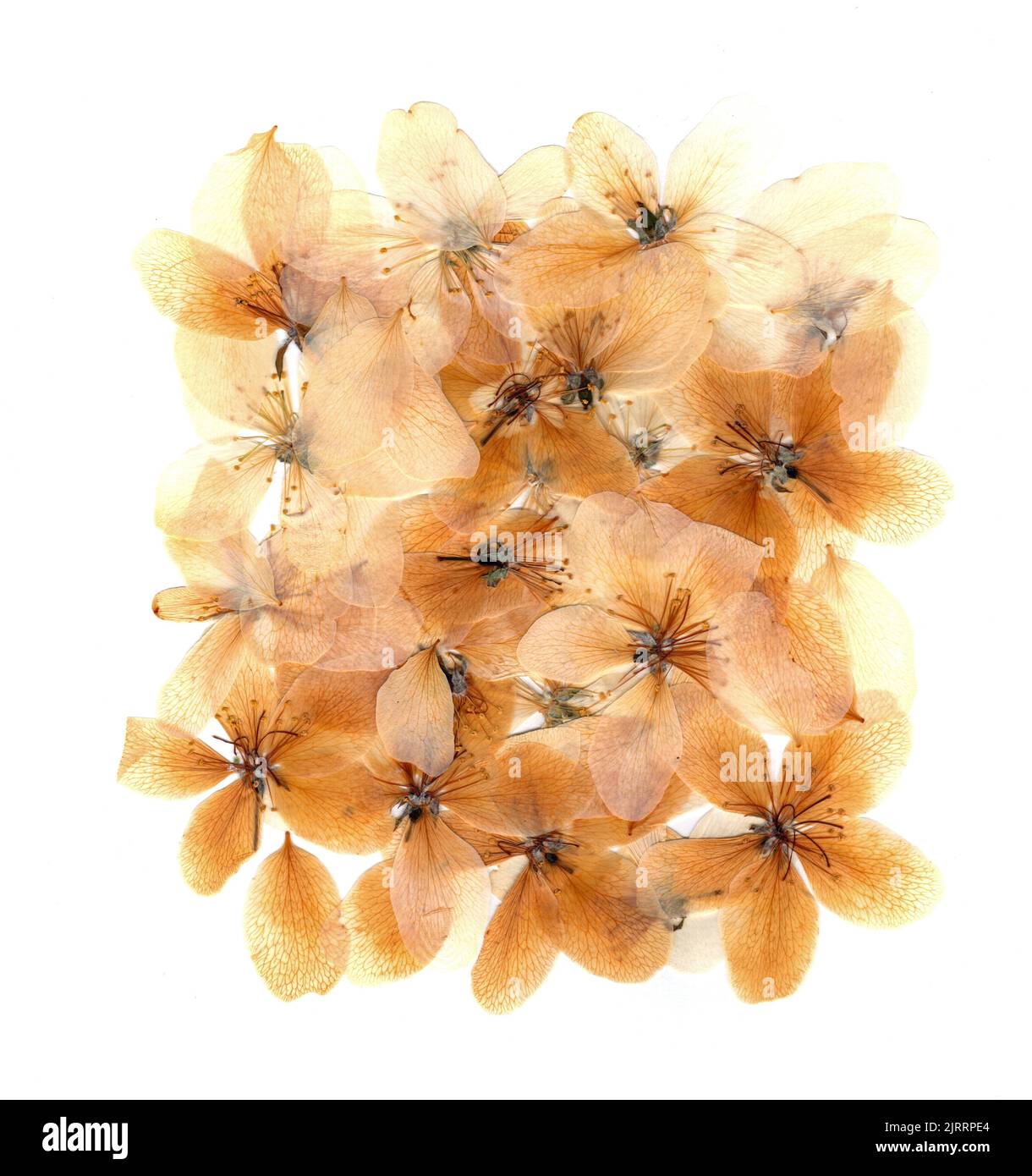 Transparente getrocknete gepresste Blüten und Blütenblätter hellorange Farbe des Blütenapfels Stockfoto