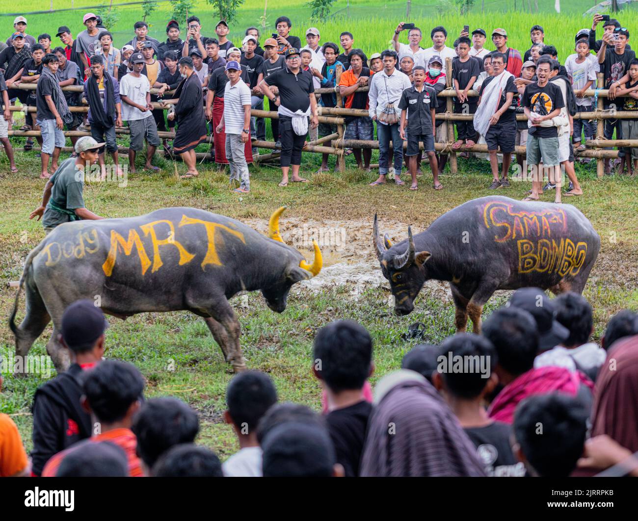 Indonesien, 13 2022. Juni - zwei Bullen stehen vor einem Stierkampf im indonesischen Stil. Stockfoto