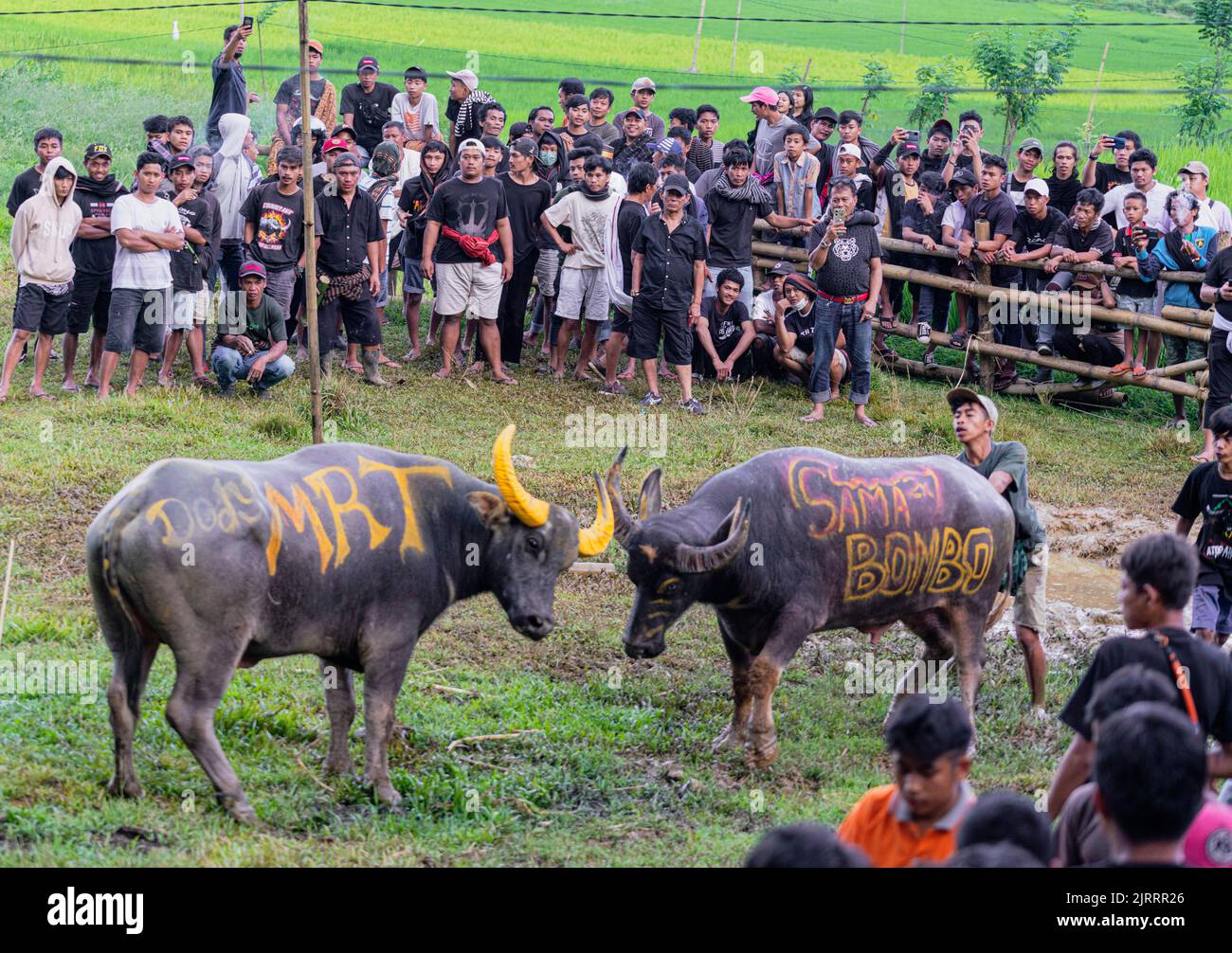 Indonesien, 13 2022. Juni - zwei Bullen stehen vor einem Stierkampf im indonesischen Stil. Stockfoto