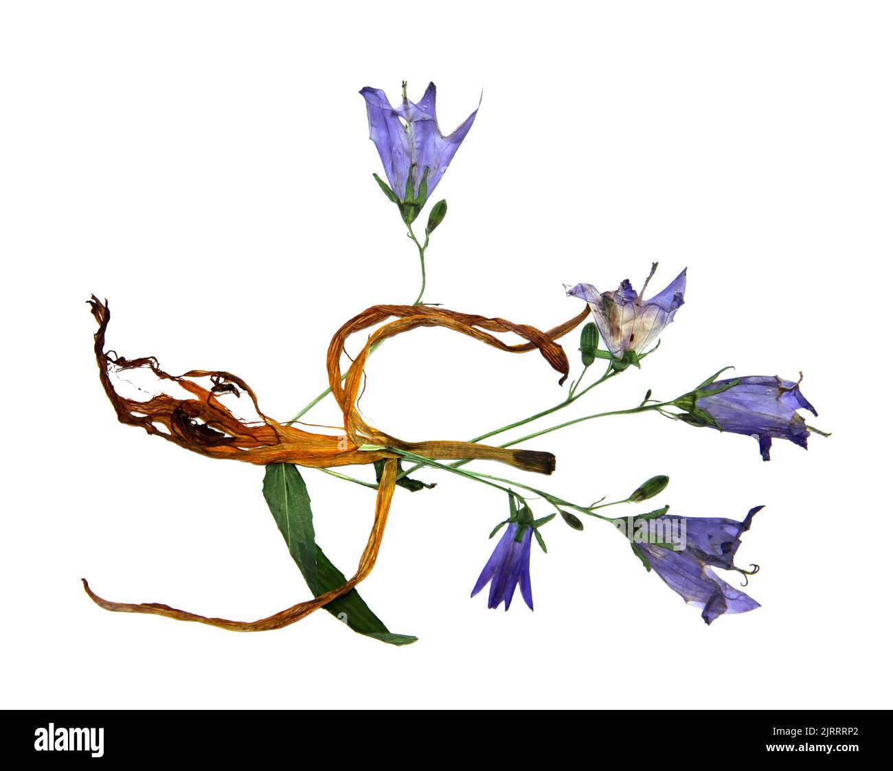 Bizarre gebogene, extrudierte getrocknete Lilienblätter. Gepresste sanfte blaue campanula Stockfoto
