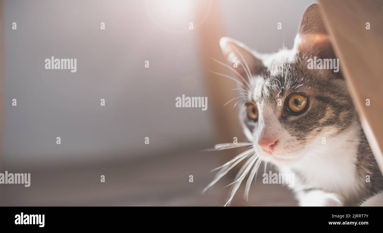 Kleines graues Kätzchen versteckt sich hinter den Möbeln. Stockfoto