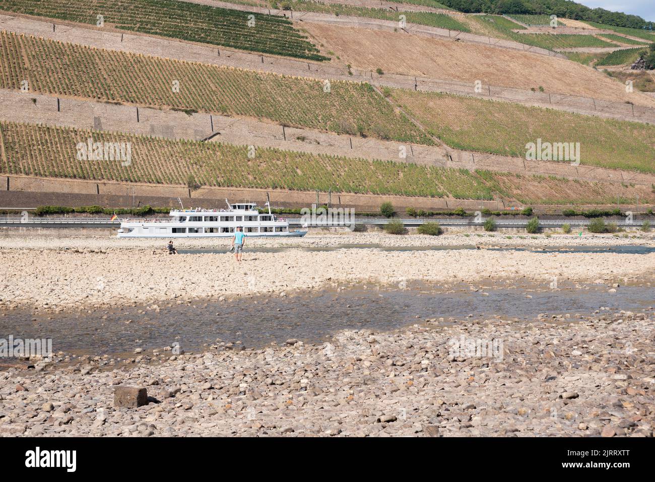 Rhein bei extrem niedrigem Wasserstand im Dürresommer 2022, Bingen am Rhein, Rheinland-Pfalz, Deutschland, Europa Stockfoto