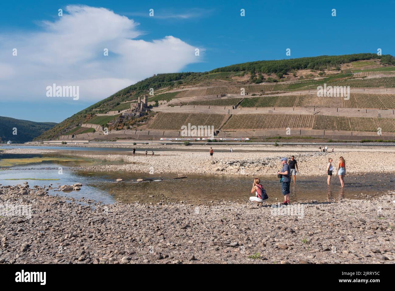 Rhein bei extrem niedrigem Wasserstand im Dürresommer 2022, Bingen am Rhein, Rheinland-Pfalz, Deutschland, Europa Stockfoto