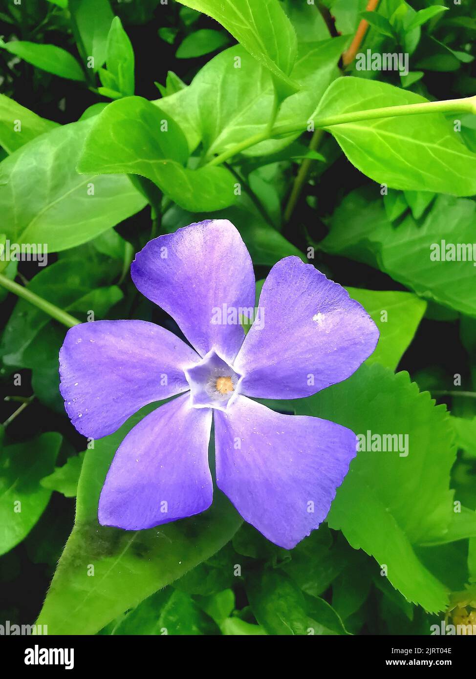 Eine vertikale Aufnahme einer großblättrigen Periwinkle, die im Garten blüht Stockfoto