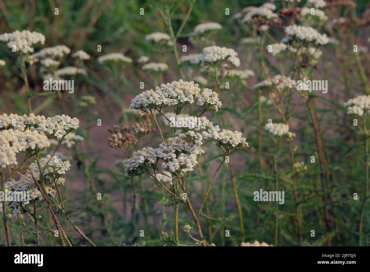 Achillea millefolium. Schafgarbe häufig. Die Blumen der Heilpflanze. Rohstoffe für die medizinische Industrie. Stockfoto