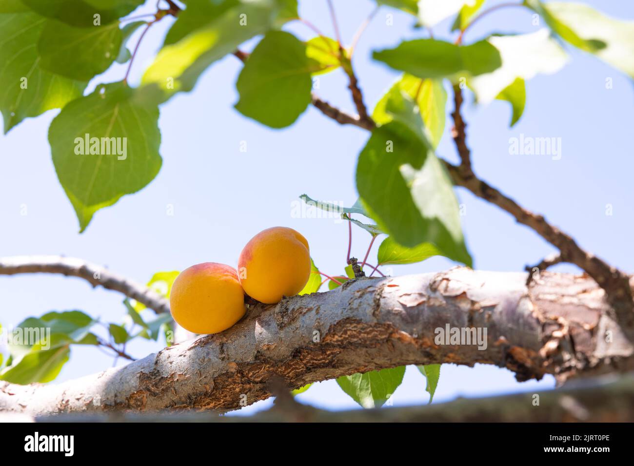 Aprikosen auf dem Baum. Bio vegane Lebensmittel Konzept. Aprikosenproduktion in Malatya Türkei. Stockfoto