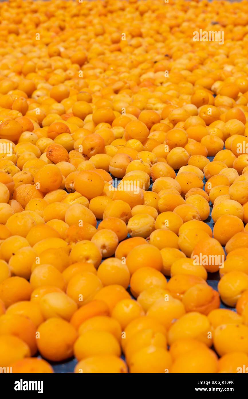 Getrocknete Aprikosen. Solar trocknende Aprikosen Hintergrundbild. Trockenobst-Konzept. Vegane Bio-Lebensmittel. Stockfoto