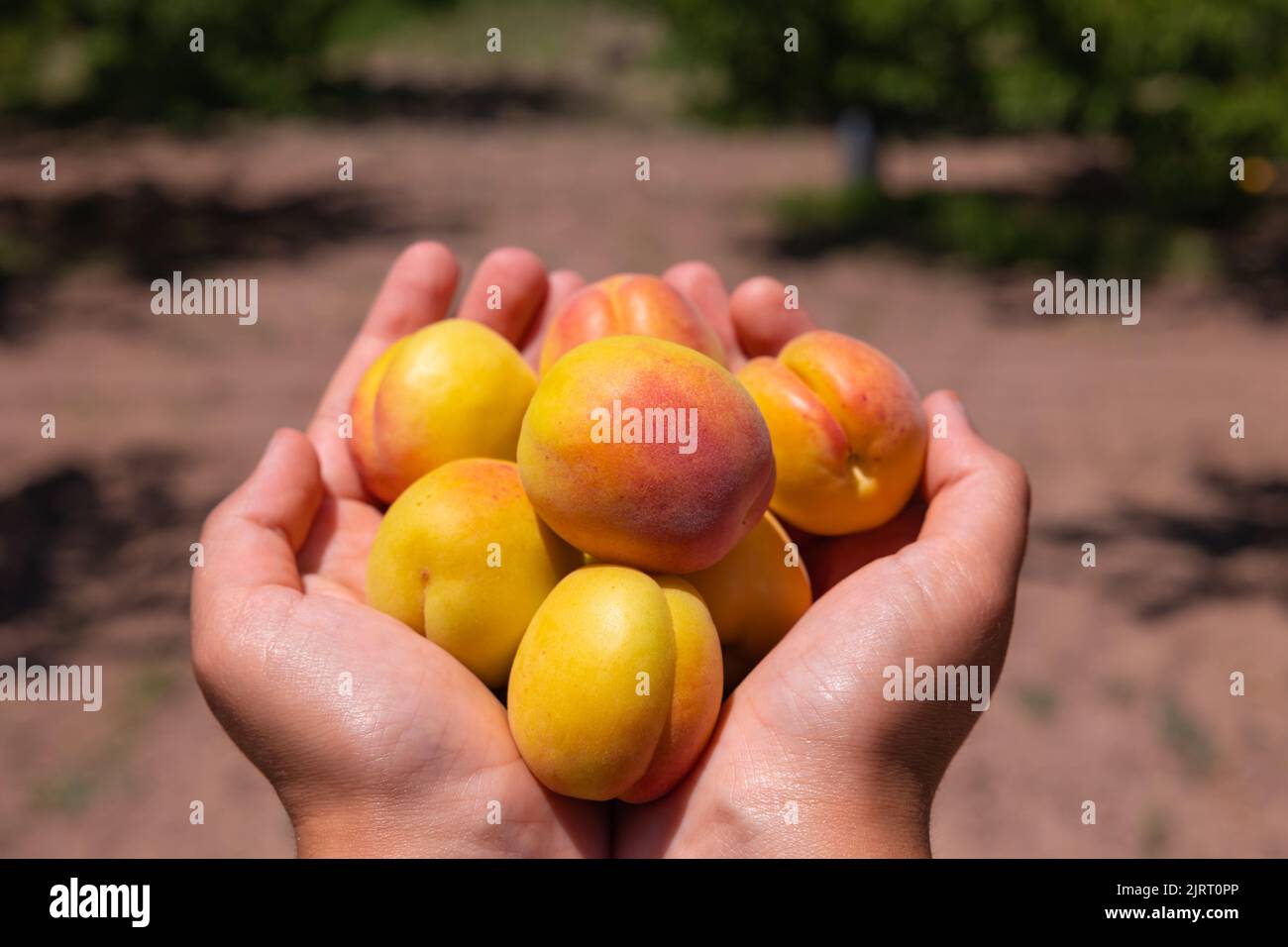 Bio-Obsternte. Eine Handvoll Aprikosen im Fokus. Vegane Lebensmittel Konzept. Aprikosenproduktion in Malatya Türkei. Stockfoto