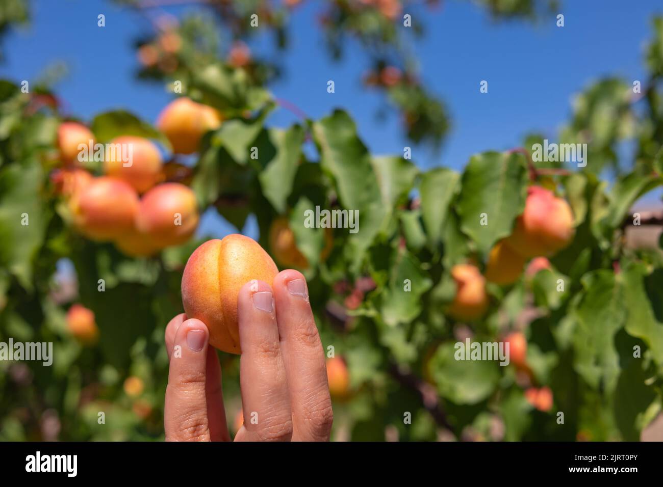 Obsternte. Die Aprikosen vom Baum ernten. Bio-Obst Produktion Hintergrundbild. Stockfoto