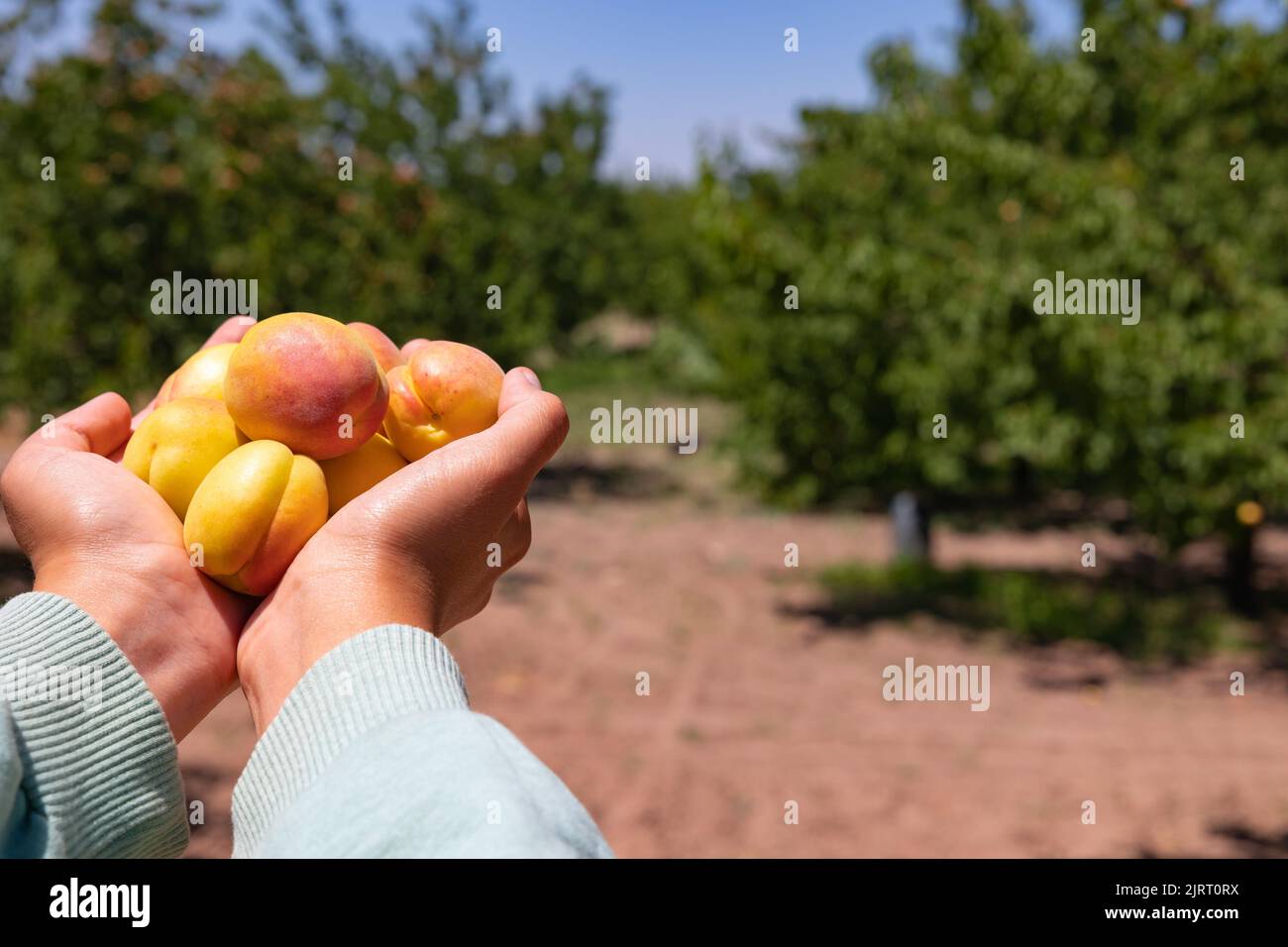 Vegane Lebensmittelproduktion. Eine Handvoll Aprikosen im Obstgarten oder Bauernhof. Aprikose Produktion Hintergrundbild. Stockfoto