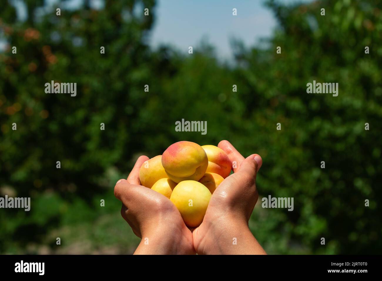 Eine Handvoll Aprikosen im Obstgarten oder Bauernhof. Bio Obst Hintergrundbild. Produktion von Sommerfrüchten. Stockfoto